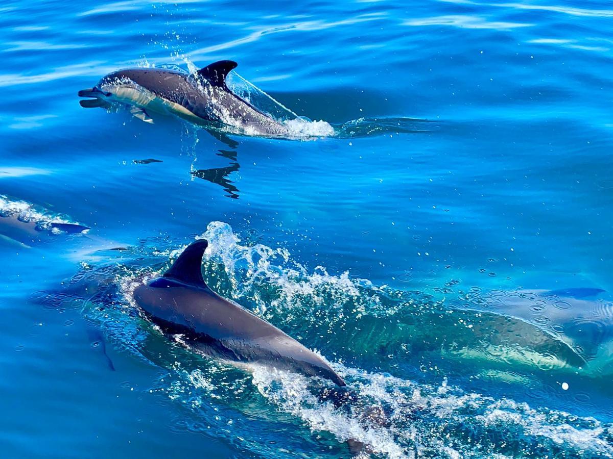 La Maison Bleue Algarve Silves Zewnętrze zdjęcie